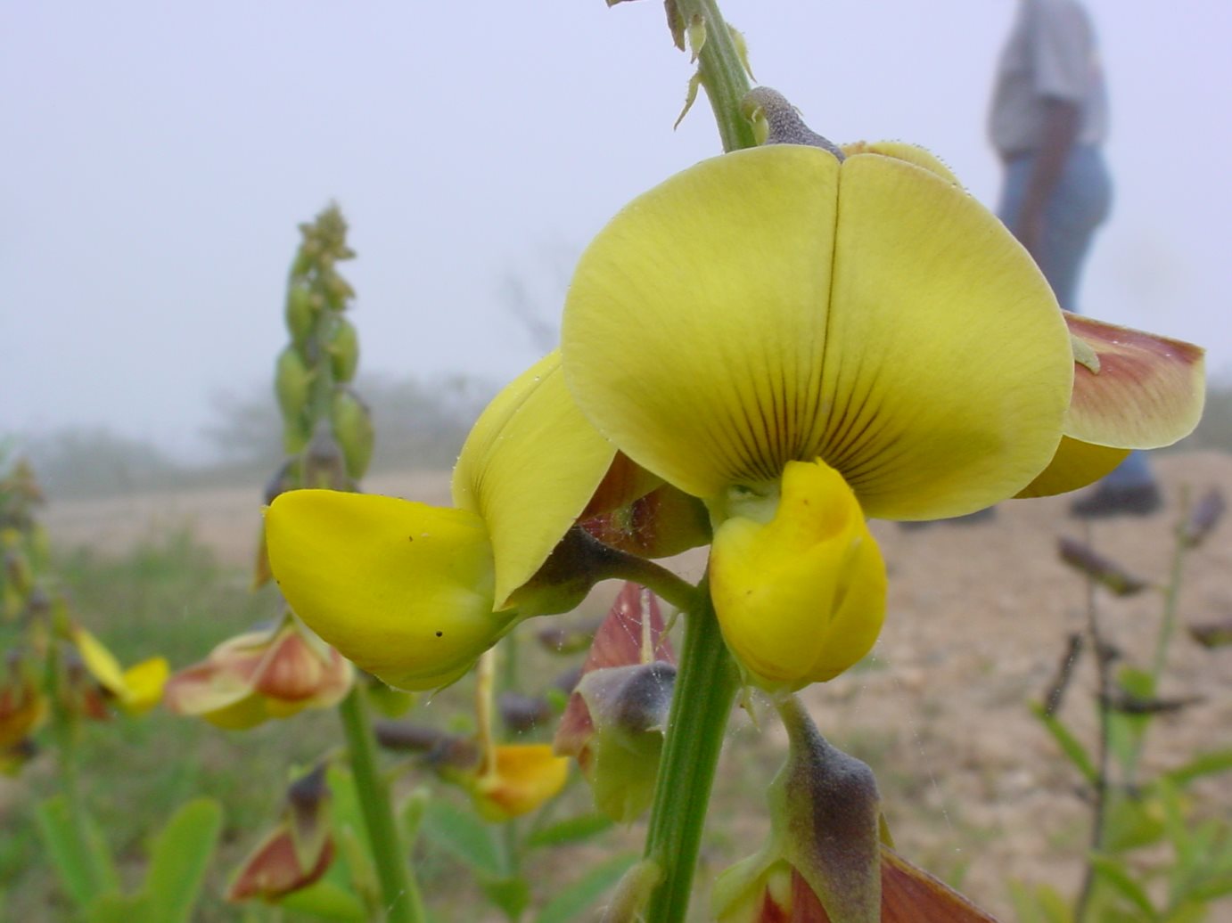 Cassia sp, Leguminaceae.JPG